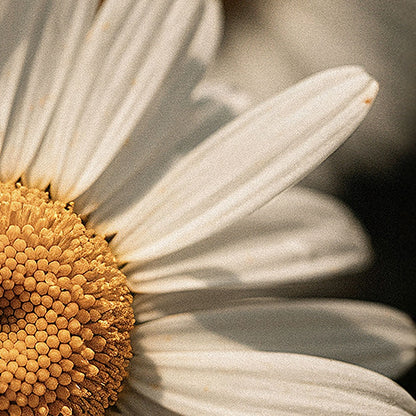 Manuka Honey & Chamomile Tallow Body Balm